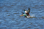 northern shovelers