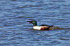 northern shoveler