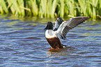 northern shoveler