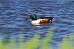 northern shoveler