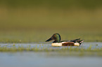 northern shoveler