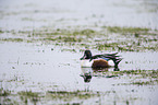 northern shoveler