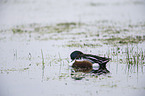 northern shoveler