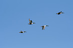 flying shoveller ducks