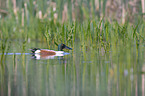 shoveller duck swims on sea