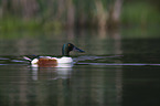 shoveller duck swims on sea