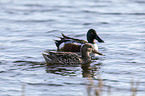 swimming Northern Shovellers