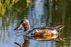 shoveller duck swims in lake