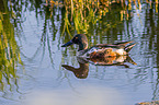 shoveller duck swims in lake