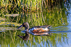 shoveller duck swims in lake