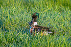 shoveller duck sits in the grass