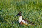 shoveller duck sits in the grass