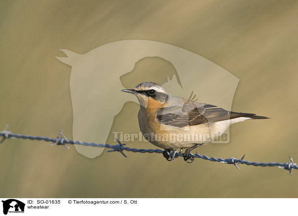 wheatear / SO-01635