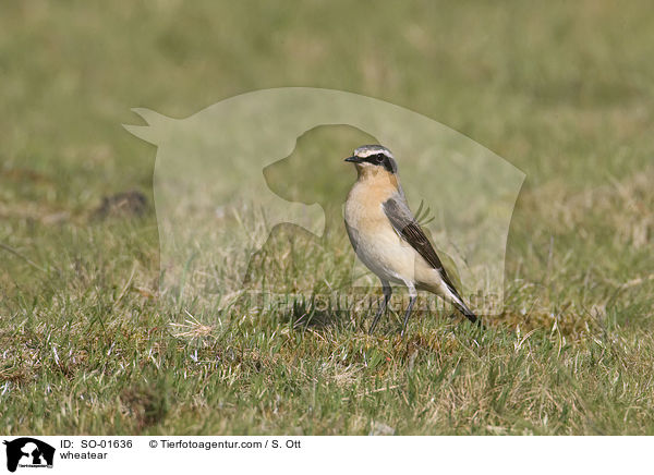 Steinschmtzer / wheatear / SO-01636