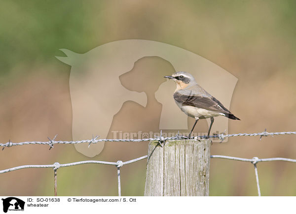 Steinschmtzer / wheatear / SO-01638