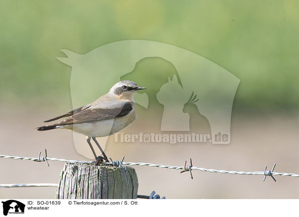 wheatear / SO-01639