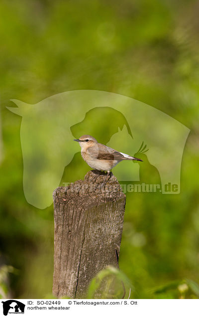 Steinschmtzer / northern wheatear / SO-02449