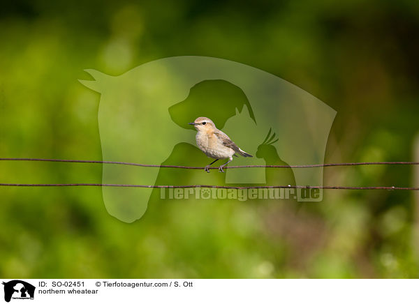 Steinschmtzer / northern wheatear / SO-02451