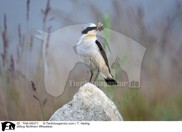 sitting Northern Wheatear / THA-08371