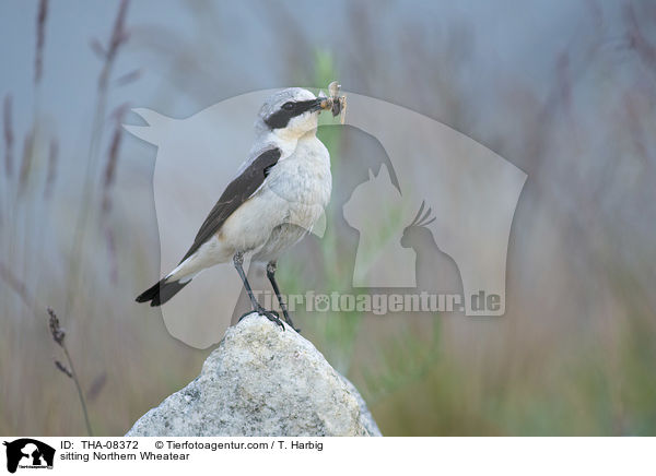 sitzender Steinschmtzer / sitting Northern Wheatear / THA-08372