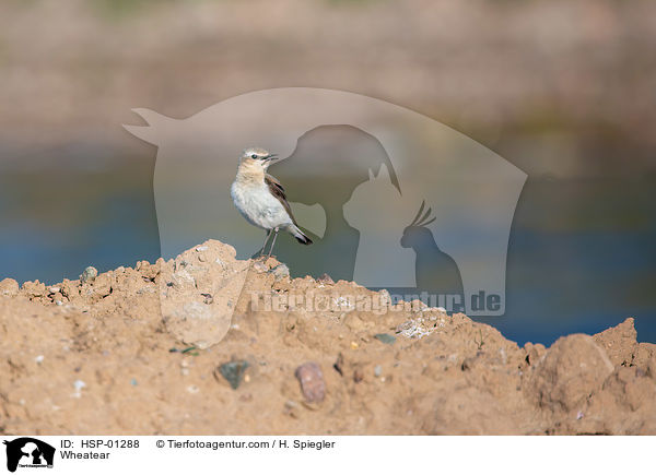 Steinschmtzer / Wheatear / HSP-01288