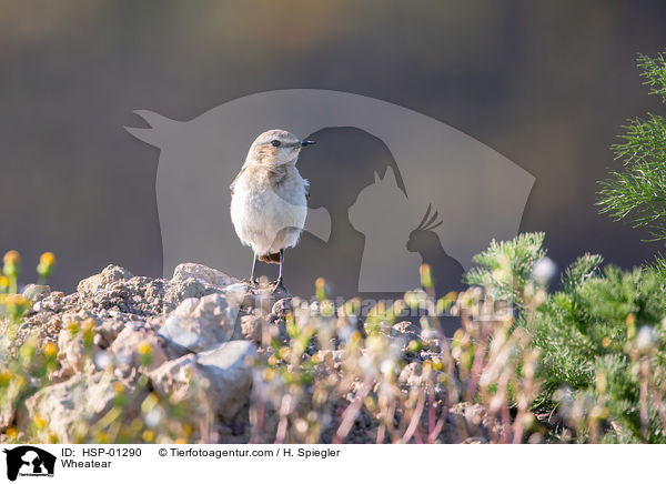 Steinschmtzer / Wheatear / HSP-01290