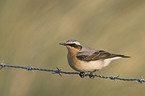 wheatear