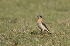 wheatear