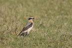 wheatear