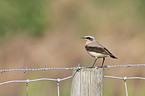 wheatear