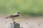 wheatear