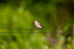 northern wheatear