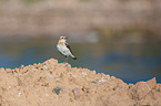 Wheatear