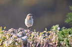 Wheatear