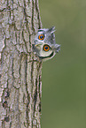 northern white-faced owl