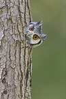 northern white-faced owl