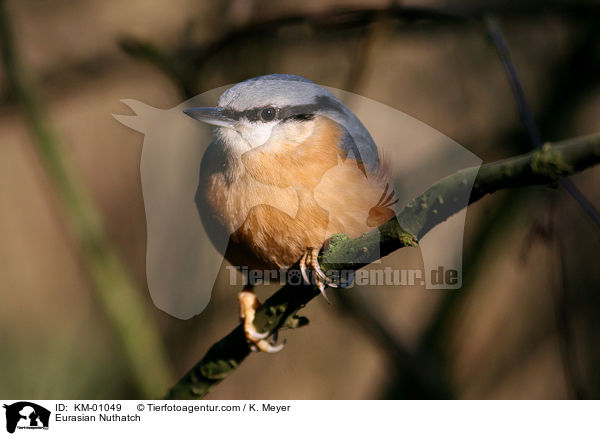 Kleiber / Eurasian Nuthatch / KM-01049