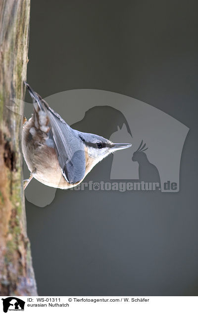 Kleiber am Baumstamm / eurasian Nuthatch / WS-01311