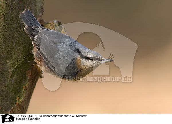 Kleiber am Baumstamm / eurasian Nuthatch / WS-01312