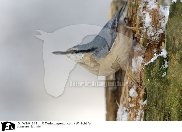 Kleiber auf einem Baumstamm im Winter / eurasian Nuthatch / WS-01313