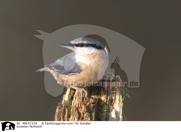 Kleiber am Baumstamm / eurasian Nuthatch / WS-01318