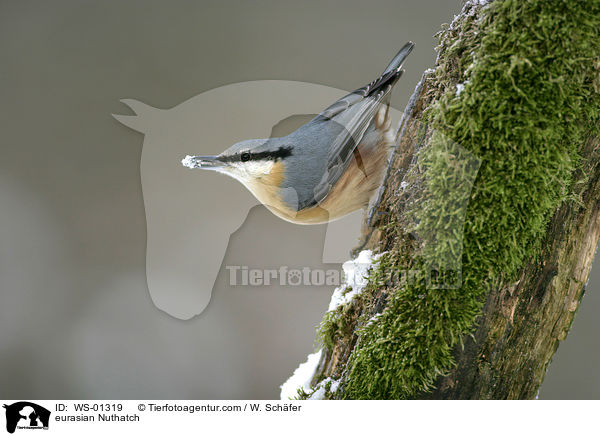 eurasian Nuthatch / WS-01319