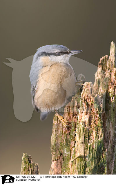 Kleiber am knorrigen Baumstamm / eurasian Nuthatch / WS-01322