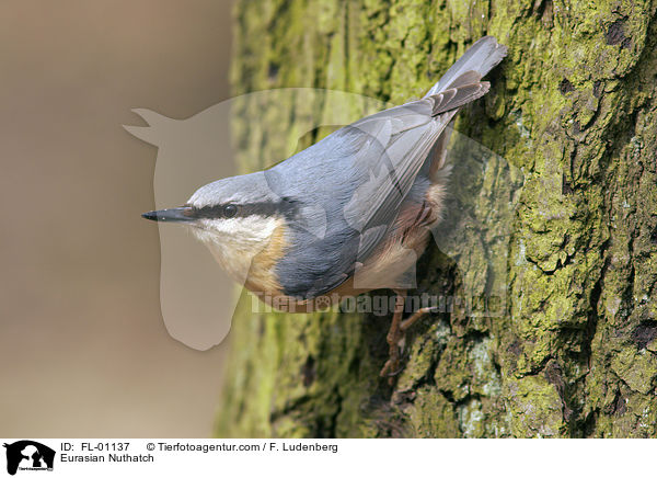 Kleiber / Eurasian Nuthatch / FL-01137