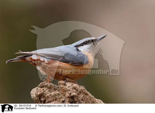Eurasian Nuthatch / DV-01516