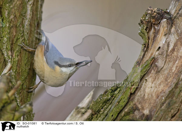 nuthatch / SO-01081