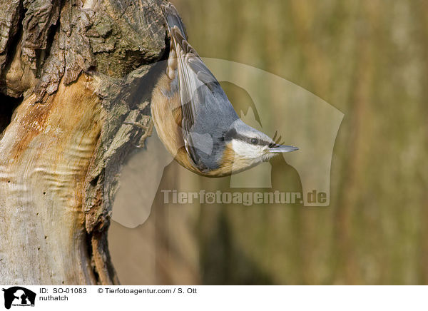 Kleiber / nuthatch / SO-01083