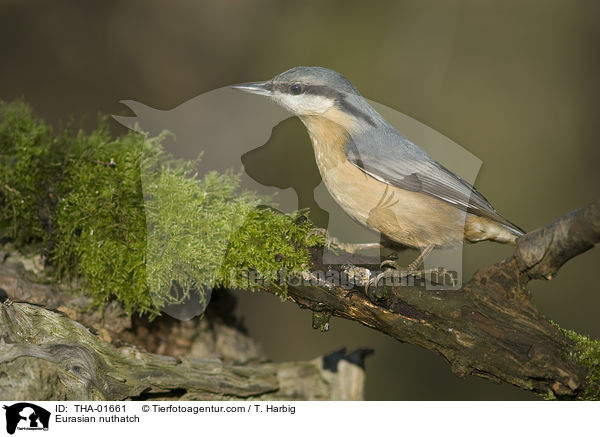 Kleiber / Eurasian nuthatch / THA-01661