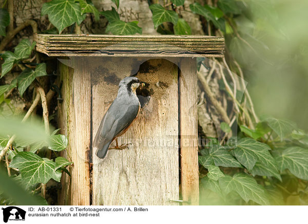 eurasian nuthatch at bird-nest / AB-01331