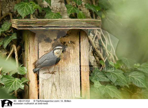 eurasian nuthatch at bird-nest / AB-01332
